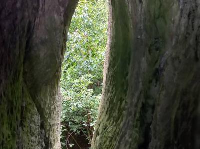 Externsteine 4